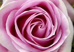 Close Up Rose Blossom Stampe: Pink rose