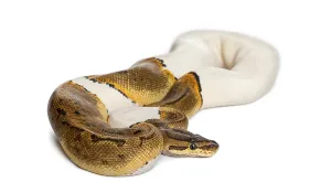Ball Python Stampe: Pinstripe Pied Royal python, ball python