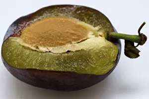Plum Varieties Stampe: Plum