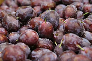 Plum Fruit Stampe: Plum