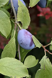 Garden Plants Stampe: Plum tree