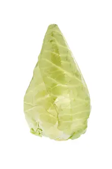 Nutrition Vegetable Plant Stampe: Pointed cabbage or pointed cabbage