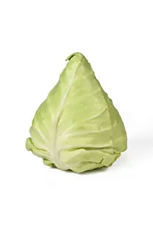 Cabbage Plant Stampe: Pointed cabbage on white background
