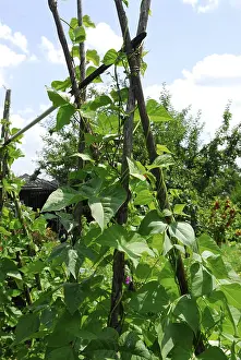 Garden Vegetables Stampe: Pole beans