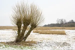 Deciduous Tree In Snow Stampe: Pollarded willows in a wintry landscape at Dummer
