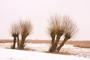 Winter Time Nature Photography Stampe: Pollarded willows in a wintry landscape at Dummer