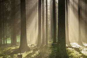 Coniferous Forest Landscape Stampe: Pollwitz Forest, Thuringia