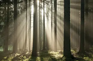European Autumn Scenery Stampe: Pollwitz Forest, Thuringia