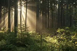 Foggy Atmosphere Stampe: Pollwitz Forest, Thuringia