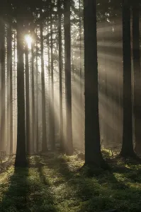 German Countryside Scenery Stampe: Pollwitzer Wald, Thuringia