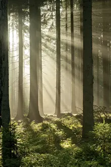 Misty Mood In Germany Stampe: Pollwitzer Wald, Thuringia