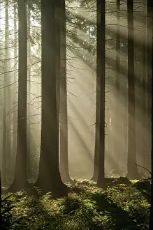 German Countryside Landscapes Stampe: Pollwitzer Wald, Thuringia