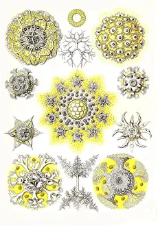 Nineteenth Century Woodcuts Stampe: Polycyttaria, Association Rays