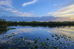Stampe di Un laghetto tranquillo con riflessi di nuvole nella luce del tramonto, sentiero Anhinga, parco nazionale Everglades, Florida, USA Scarafaggio Stampe: Un laghetto tranquillo con riflessi di nuvole alla luce del tramonto.