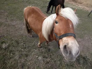 Ungulate Animal Photography Stampe: A pony is looking in the camera
