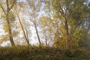 Poplar Tree Germany Stampe: Poplars (Populus), Thuringia, Germany
