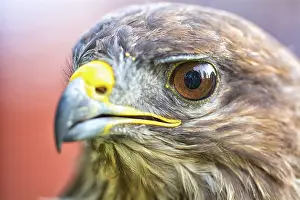 Blurred Background Images Stampe: Portrait of an eagle with blurred background
