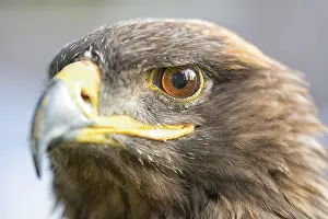 Wild Animal Head Shot Stampe: Portrait of an eagle with blurred background