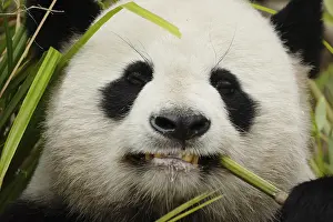 Orso Nero Stampe: Ritratto in dettaglio di un panda gigante con enfasi selettiva.
