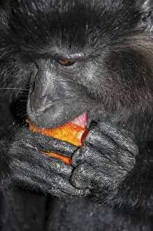 Old World Monkey Stampe: Portrait of a monkey