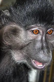 Mammalian Representation Art Stampe: Portrait of a monkey