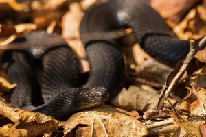 Poisonous Animal Photography Stampe: Adder