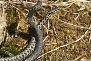 Reptile Fauna Europe Stampe: Adder (Vipera berus)