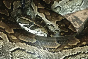 Constrictor Snake Species Stampe: African african rock python (Python sebae)