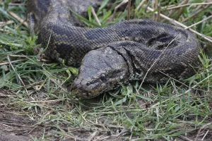 African Rock Python Stampe: African rock python, African rock python