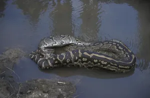 African Rock Python Stampe: African Rock Python (Python sabae)
