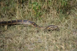 African Rock Python Stampe: African Rock Python (Python sebae)