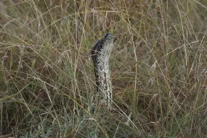 African Rock Python Stampe: African rock python, Python sebae