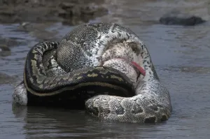 African Rock Python Stampe: African Rock Python (Python sebae) constricting White Pelican
