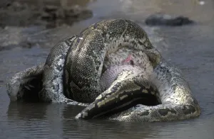 African Rock Python Stampe: African Rock Python (Python sebae) constricting White Pelican
