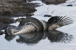 African Rock Python Stampe: African Rock Python (Python sebae) constricting White Pelican