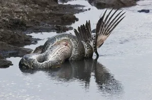 African Rock Python Stampe: African Rock Python (Python sebae) constricting White Pelican