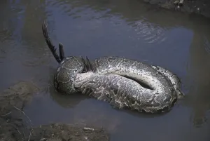 African Rock Python Stampe: African Rock Python (Python sebae) swallowing a White Pelican