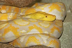 Albino Python Stampe: ALBINO RETICULATION PYTHON python reticulatus