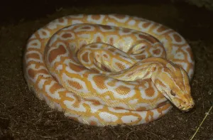 Albino Python Stampe: Albino tiger python (Python molurus)