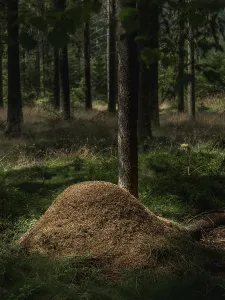 Insect Fauna Stampe: Ants on anthills in the forest