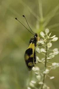 Nature Photography Greece Stampe: Ascalaphid (Libelloides macaronius)