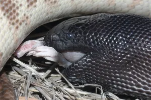 Constrictor Snake Species Stampe: Australian black headed python