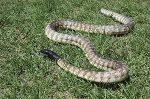 Australian Desert Animals Stampe: Australian black headed python