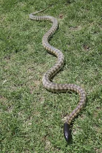 Australian Wildlife Reptiles Stampe: Australian black headed python