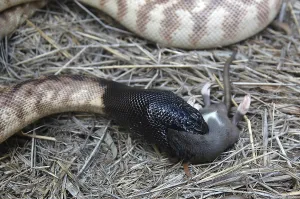 Australian Wildlife Reptiles Stampe: Australian black headed python