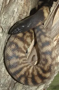 Scaled Reptile Wildlife Images Stampe: Australian black headed python