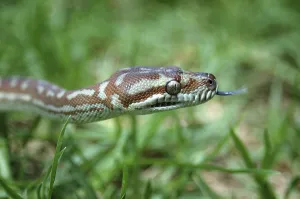 Reptile Photography Australia Stampe: Australian Central Carpet Python