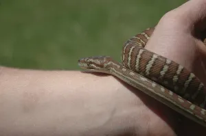 Australian Wildlife Animals Stampe: Australian Central Carpet Python