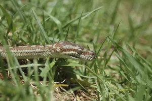 Australian Reptile Images Stampe: Australian Central Carpet Python
