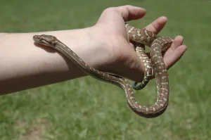 Australian Wild Animals Stampe: Australian Central Carpet Python